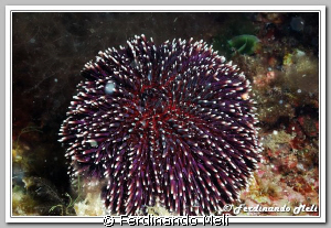 Sea urchin (Sphaerechinus granularis). by Ferdinando Meli 